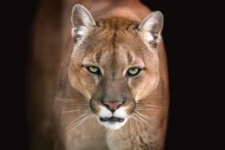 image LAND Alubild Puma  | Schubiger Möbel