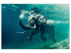 image LAND Digitaldruck auf Acrylglas Schwimmender Elefant  | Schubiger Möbel
