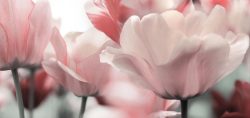 image LAND Alubild Blüten in Rose  | Schubiger Möbel