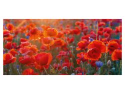 image LAND Digitaldruck auf Acrylglas Mohnblumen 6  | Schubiger Möbel