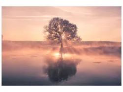 image LAND Alubild Baum mit Spiegelung  | Schubiger Möbel