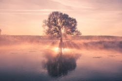 image LAND Alubild Baum mit Spiegelung  | Schubiger Möbel