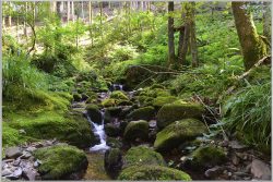 image LAND Bild mit Rahmen Flusslauf im Wald 2  | Schubiger Möbel