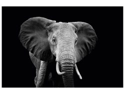 image LAND Digitaldruck auf Glas Majestätischer Elefant  | Schubiger Möbel