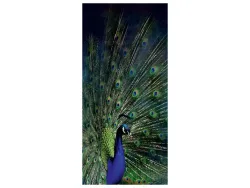 image LAND Alubild Majestätischer Pfau  | Schubiger Möbel