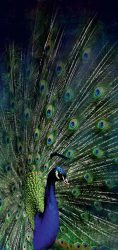 image LAND Alubild Majestätischer Pfau  | Schubiger Möbel