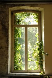 image LAND Alubild Fenster Bewachsen mit Laub  | Schubiger Möbel
