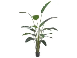 Edg Kunstpflanze Strelitzien H: 245 cm  | Schubiger Möbel