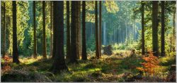 image LAND Bild mit Rahmen Herbstwald  | Schubiger Möbel