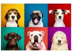 image LAND Alubild Lustige Hunde  | Schubiger Möbel
