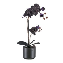 Gasper Kunstpflanzen Phalaenopsis im Keramiktopf, Schwarz  | Schubiger Möbel