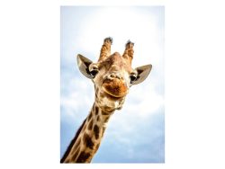 image LAND Digitaldruck auf Acrylglas Lächelnde Giraffe  | Schubiger Möbel