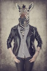image LAND Alubild Zebra Gentleman  | Schubiger Möbel