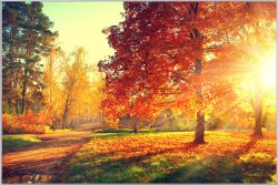 image LAND Bild mit Rahmen Abendstimmung im Herbstwald  | Schubiger Möbel