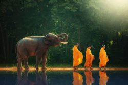 image LAND Alubild Mönchwanderung mit Elefant  | Schubiger Möbel