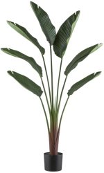 Gasper Kunstpflanzen Ravenala Palme im Kunststofftopf H: 150 cm  | Schubiger Möbel