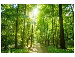 image LAND Digitaldruck auf Glas Waldweg  | Schubiger Möbel