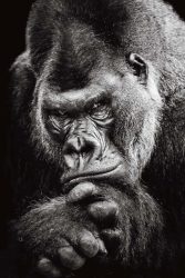 image LAND Canvas Imposanter Gorilla  | Schubiger Möbel
