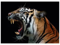 image LAND Alubild Fauchender Tiger  | Schubiger Möbel