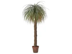 Edg Kunstpflanzen Beaucarnea H: 190 cm  | Schubiger Möbel