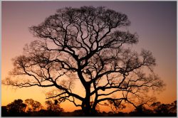 image LAND Bild mit Rahmen Gigantischer Baum im Sonnenuntergang  | Schubiger Möbel