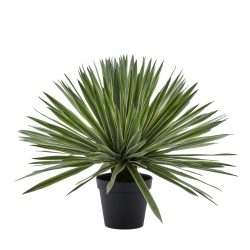 Edg Kunstpflanze Agave im Topf H: 65 cm  | Schubiger Möbel