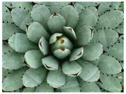 image LAND Alubild Agave  | Schubiger Möbel