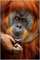image LAND Bild mit Rahmen Orang-Utan  | Schubiger Möbel