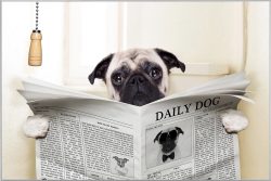 image LAND Bild mit Rahmen Mops mit Zeitung  | Schubiger Möbel