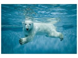 image LAND Digitaldruck auf Acrylglas Eisbär  | Schubiger Möbel