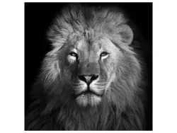 image LAND Alubild König Der Löwen  | Schubiger Möbel