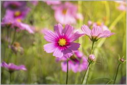 image LAND Bild mit Rahmen Zarte Rosa Blüten 1  | Schubiger Möbel
