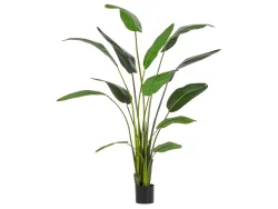 Bizzotto Kunstpflanzen Strelitzie H: 235 cm  | Schubiger Möbel