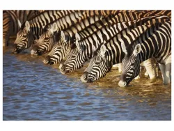 image LAND Digitaldruck auf Acrylglas Zebras am Fluss  | Schubiger Möbel