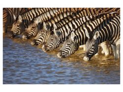 image LAND Digitaldruck auf Acrylglas Zebras am Fluss  | Schubiger Möbel