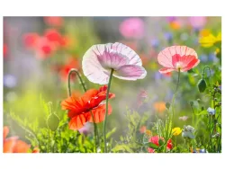 image LAND Digitaldruck auf Acrylglas Mohnblumen 4  | Schubiger Möbel