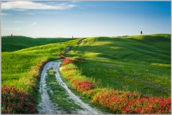 image LAND Bild mit Rahmen Wegesrand mit Mohn  | Schubiger Möbel