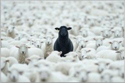 image LAND Bild mit Rahmen Black Sheep  | Schubiger Möbel