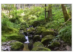 image LAND Bild mit Rahmen Flusslauf im Wald 2  | Schubiger Möbel