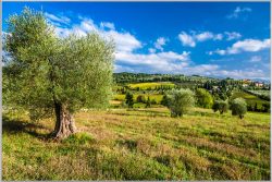 image LAND Bild mit Rahmen Hübsche Toskanische Landschaft  | Schubiger Möbel