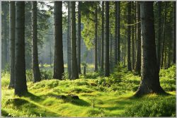 image LAND Bild mit Rahmen Hochwald  | Schubiger Möbel
