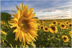 image LAND Bild mit Rahmen Sonnenblumenfeld  | Schubiger Möbel