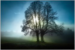 image LAND Bild mit Rahmen Bäume im Morgennebel  | Schubiger Möbel