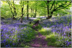 image LAND Bild mit Rahmen Wald mit Lavendel 1  | Schubiger Möbel