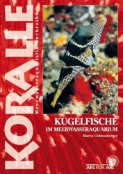 Kugelfische im Meerwasseraquarium