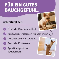 BugBell Belly Vital Verdauung & Darmflora - Sparpaket: 4 x 7 kg