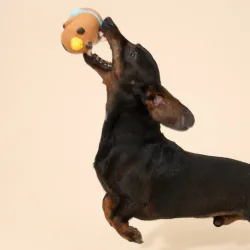TIAKI Hundespielzeug Capybara, Latex - L 12 x Ø 6,5 cm