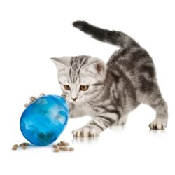 Josty Funkitty Ei