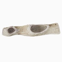 Wellinger TROPHY-Kaugeweih Kaustick XL