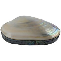 Muschel Box weiß Abalone 20x12 cm